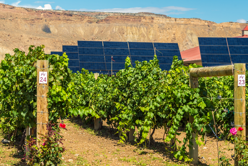 Solar,Farm,Of,Local,Vineyard,To,Produce,Green,Energy,To